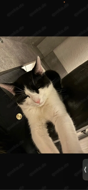 Katzen Kater  Bild 2