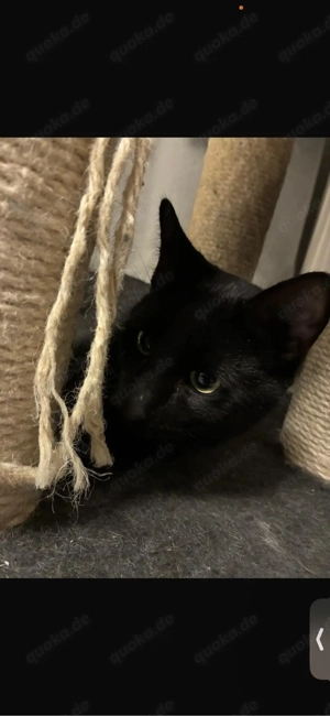 Katzen Kater  Bild 4