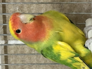 Rosenköpfchen Pfirsichköpfchen Unzertrennliche