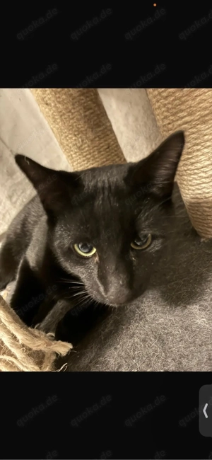 Katzen Kater  Bild 3