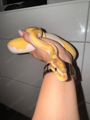 Männliche Königspython Coral Glow Mojave Ghost Pietbald