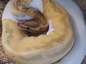 Männliche Königspython mit oder ohne Terrarium 