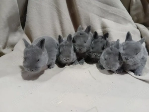 Blaue Wiener kaninchen Babys 