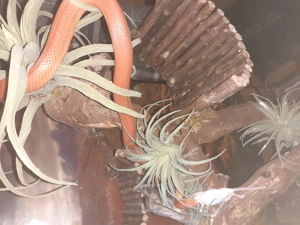 Kornnatter adult, viele Farben 