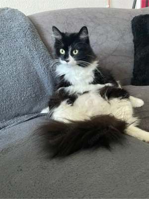 Mogli sucht ein neues zuhause  Bild 2