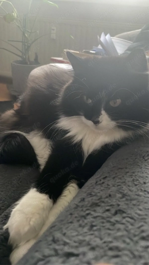 Mogli sucht ein neues zuhause  Bild 4