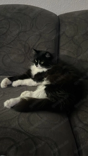 Mogli sucht ein neues zuhause  Bild 3