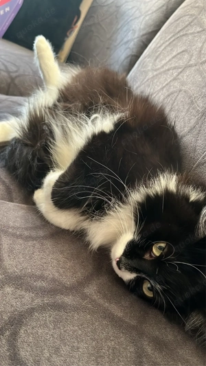 Mogli sucht ein neues zuhause  Bild 5