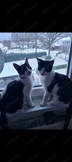 Junge Katzen zu verkaufen 