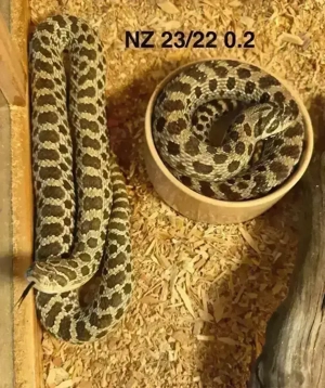 Hakennasennatter adult paar (Heterodon nasicus)