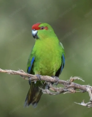 Ziegensittich Hahn gesucht 