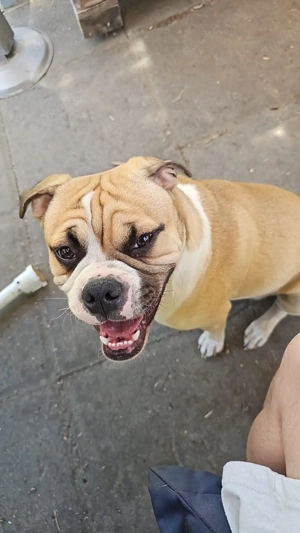 Suche dringend ein neues liebevolles zuhause 