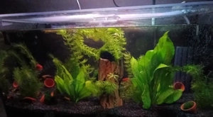 54 Liter Aquarium komplett 