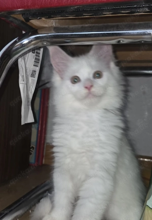 Super süsse XL Maine Coons suchen ein Zuhause auf Lebzeiten!!!!