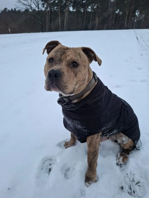 Deckrüde, Rüde, Stafford terrier, Bully