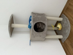 Britisch Kurzhaar Katze   12 Monate alt  Bild 3