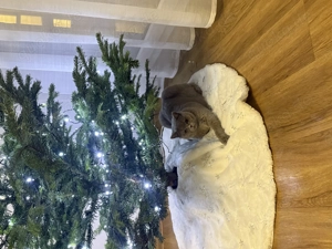 Britisch Kurzhaar Katze   12 Monate alt  Bild 2