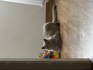 Britisch Kurzhaar Katze   12 Monate alt  Bild 6