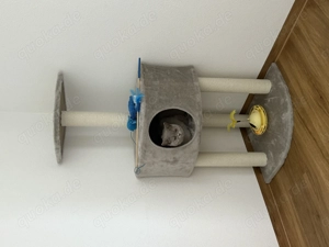 Britisch Kurzhaar Katze   12 Monate alt  Bild 4