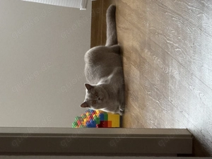 Britisch Kurzhaar Katze   12 Monate alt  Bild 5
