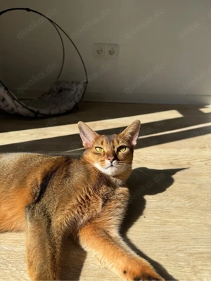    Abessinier Katzen (2 Jahre, Geschwister) suchen liebevolles Zuhause   inkl. Zubehör