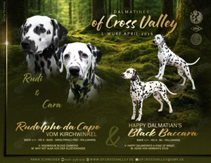 Dalmatiner April 2026, VDH FCI