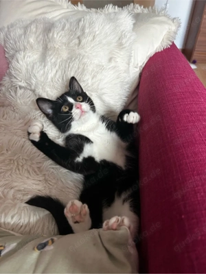 Kitten 3 Monate 27.11.2026