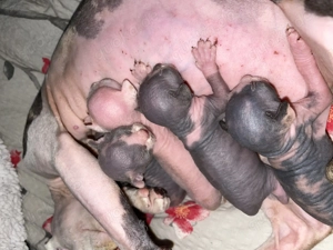 Sphynx kitten suchen ein zu Hause 