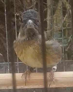 Hänfling x Bartzeisig Mischlings Hähne 2025