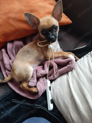 Reinrassige chihuahua welpen Bild 2