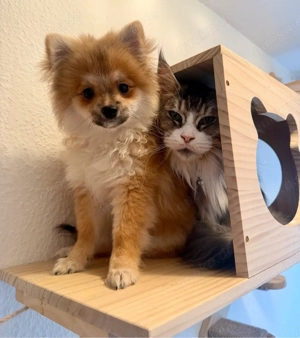 Zwergspitz Baby   Mädchen 