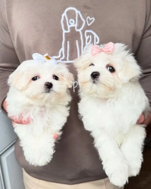 Reinrassige Malteserwelpen .