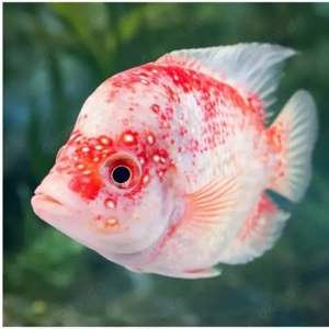 Exklusives Flowerhorn Kamfa Zuchtpaar. Harmonierend Bild 2