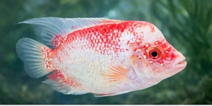 Exklusives Flowerhorn Kamfa Zuchtpaar. Harmonierend Bild 4