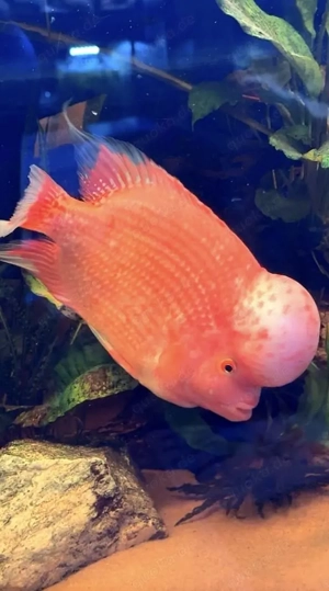 Exklusives Flowerhorn Kamfa Zuchtpaar. Harmonierend