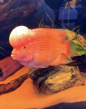 Exklusives Flowerhorn Kamfa Zuchtpaar. Harmonierend Bild 3