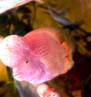 Exklusives Flowerhorn Kamfa Zuchtpaar. Harmonierend Bild 5