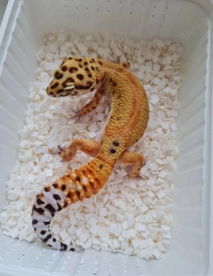 Suche Leopardgecko clown 1,0