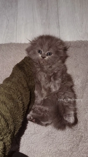 Babykatze, britisch kurz und lang Haar 