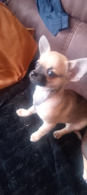 Reinrassige chihuahua welpen Bild 3