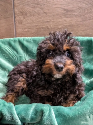 Liebe Cockapoo,Cockerpoo,Cockerdoodle Welpen 