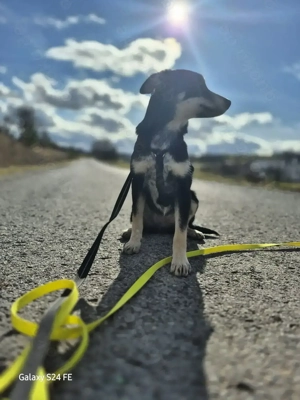 Kleine Blaze sucht ihr großes Glück!