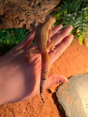 2 weibliche leopardgeckos 