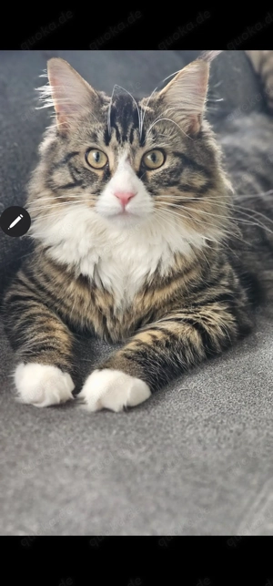 Main coon Katze