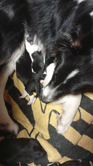 Hunde Welpen zu verkaufen 