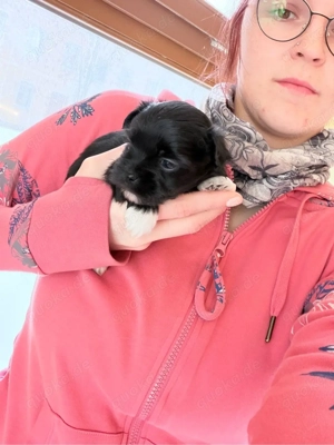 zuckersüsse Bolonka zwetna welpen