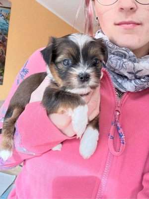 zuckersüsse Bolonka zwetna welpen