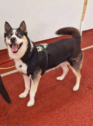 Husky Mix Hündin 6j aus Kroatien Ausreise nach Adoption Bundesweit möglich Fairy Bild 3