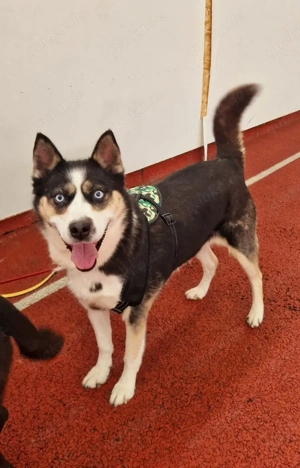 Husky Mix Hündin 6j aus Kroatien Ausreise nach Adoption Bundesweit möglich Fairy Bild 8