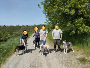 Husky Mix Hündin 6j aus Kroatien Ausreise nach Adoption Bundesweit möglich Fairy Bild 9